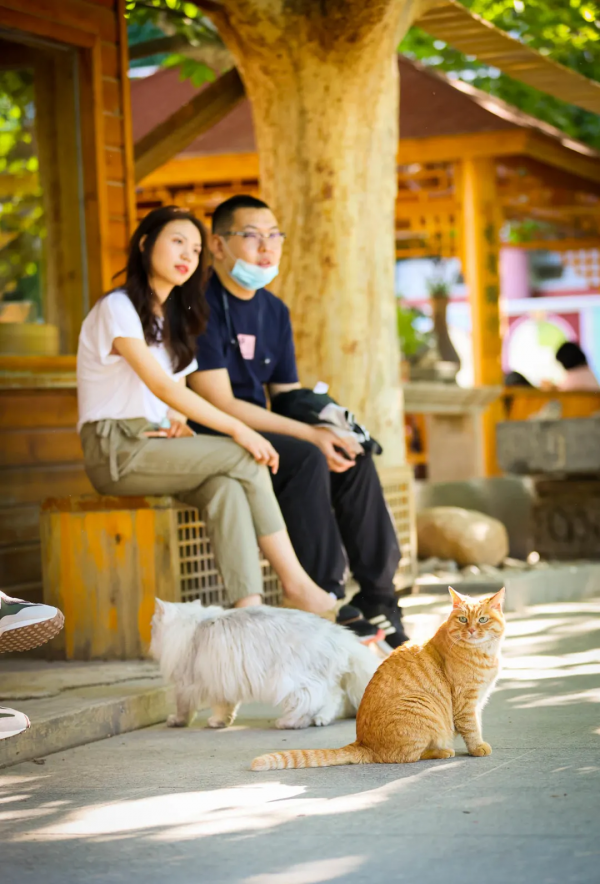 小貓,你好 小貓,你好