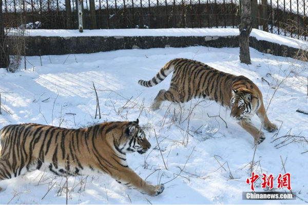 東北虎雪地撒歡賣萌