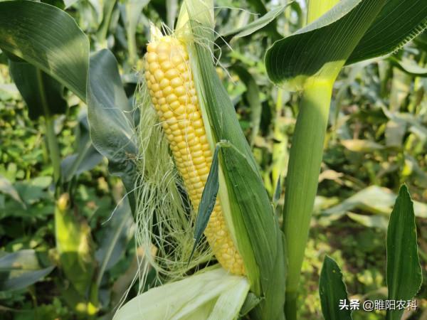 這個玉米品種連續5年表現好，高抗鏽病又抗倒，適合在哪裡種植