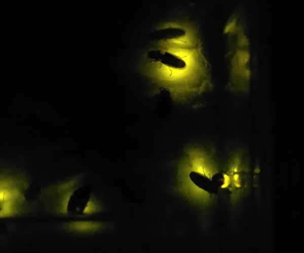 30身長5cm,全身30餘個發光點!你見過會“舞火龍”的螢火蟲嗎? 30身長5cm,全身30餘個發光點!你見過會“舞火龍”的螢火蟲嗎?