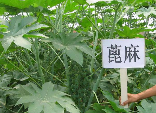 “美麗有毒”的植物,快來認識11種“毒花毒果”,不吃虧不上當 “美麗有毒”的植物,快來認識11種“毒花毒果”,不吃虧不上當