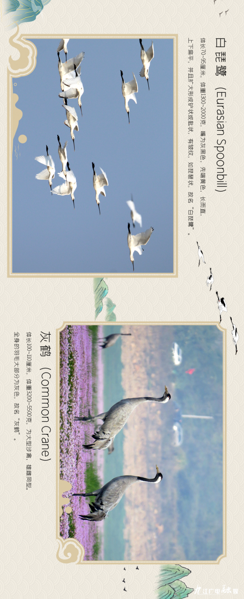 人間仙境 候鳥天堂！又是一年候鳥季，來鄱陽湖赴一場與候鳥的約會