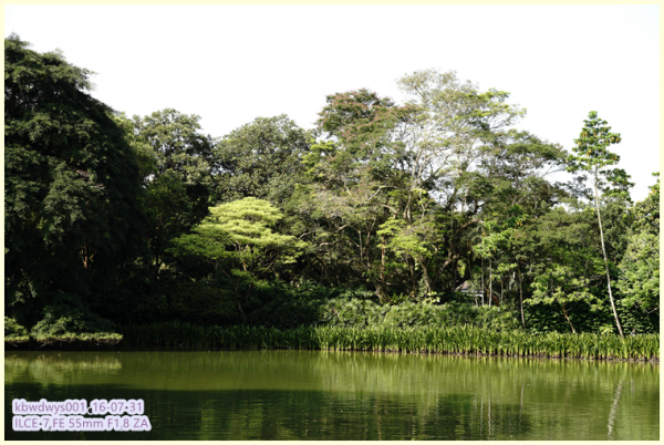 生活雜記:坡島散記08——流連忘返植物園 生活雜記:坡島散記08——流連忘返植物園
