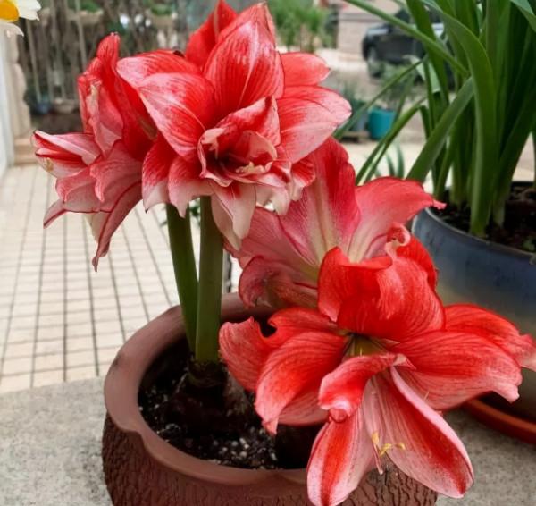 9種漂亮花,越冷越要曬太陽,控水薄肥,才能開得“奼紫嫣紅” 9種漂亮花,越冷越要曬太陽,控水薄肥,才能開得“奼紫嫣紅”