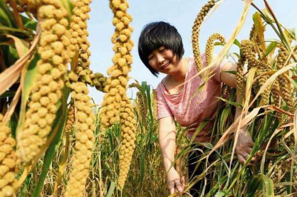 雜交水稻之父是袁隆平,雜交穀子之父是誰?他把谷產量提升了一倍 雜交水稻之父是袁隆平,雜交穀子之父是誰?他把谷產量提升了一倍