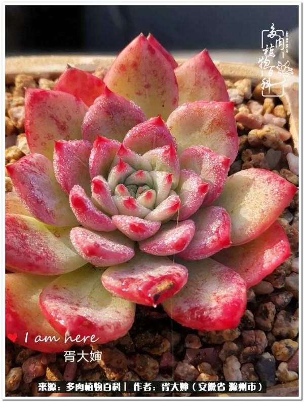 因多肉遇見滿滿的愛和美好，有多肉相伴，歲月生香