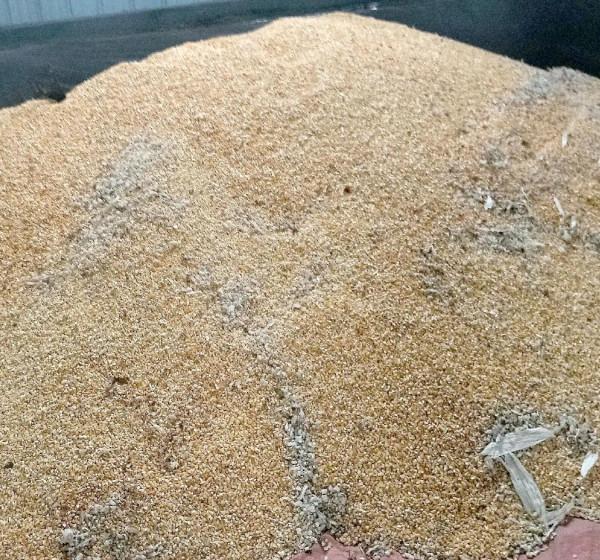 今日玉米小麥價格，9月18號