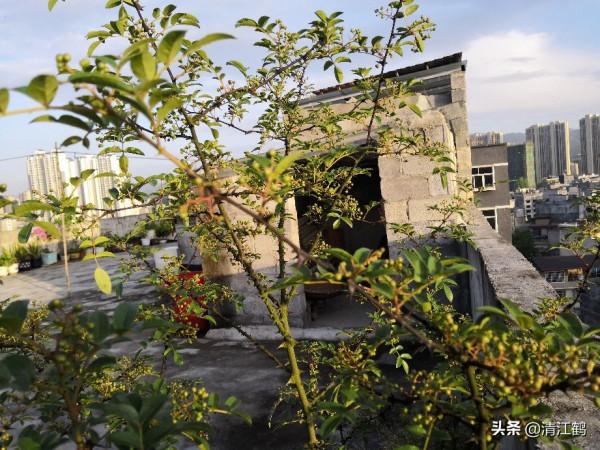 花椒在什麼時候採收才會色澤鮮豔靚麗,麻香味最濃 花椒在什麼時候採收才會色澤鮮豔靚麗,麻香味最濃