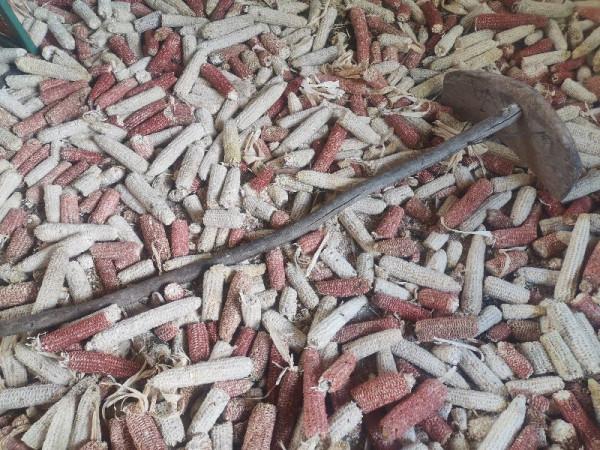 農村老物件，越來越少了，你認得幾樣？