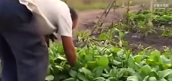 中國人想去非洲掙大錢,結果卻混成菜農,喝水都成奢侈!紀錄片 中國人想去非洲掙大錢,結果卻混成菜農,喝水都成奢侈!紀錄片