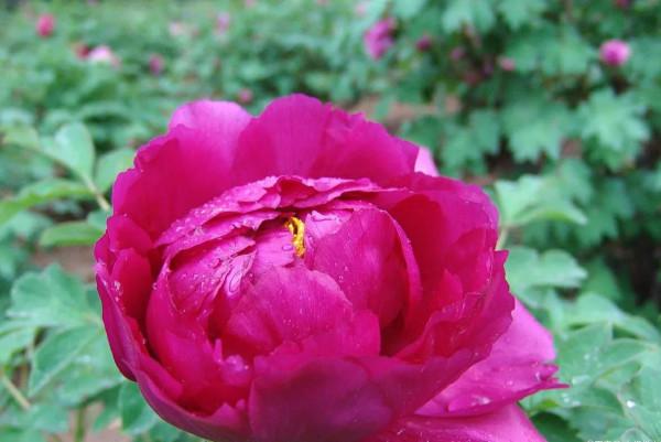 夏季牡丹花乾枯,是4點養護不當,做好後葉綠苗壯來年開花多 夏季牡丹花乾枯,是4點養護不當,做好後葉綠苗壯來年開花多