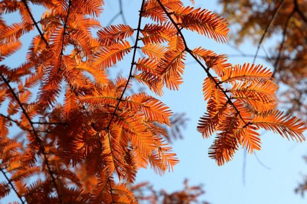 去奧森公園，盡享“京”彩秋色 #秋日好時光##小生活，大財富#