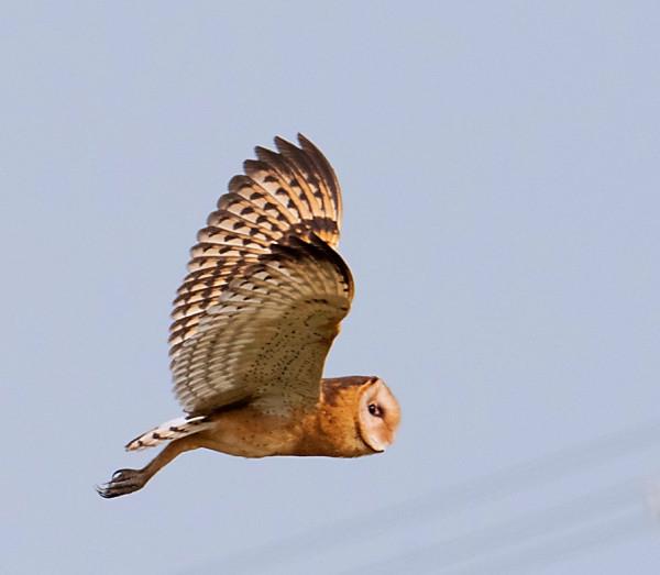 海南冬季拍鳥忙 海南冬季拍鳥忙