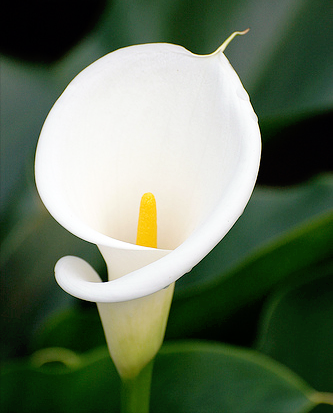 銀光綠裡似觀音，芋葉疑荷溼水斟&mdash;&mdash;海芋花