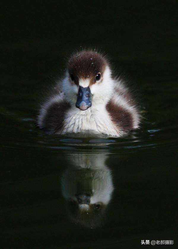 黃色的野鴨子——赤麻鴨