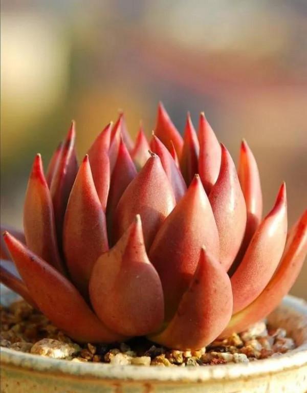 多肉的世界,簡單執著,看看你都見過哪些 多肉的世界,簡單執著,看看你都見過哪些