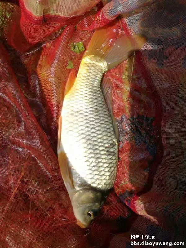 單開腥香，板鯽連竿