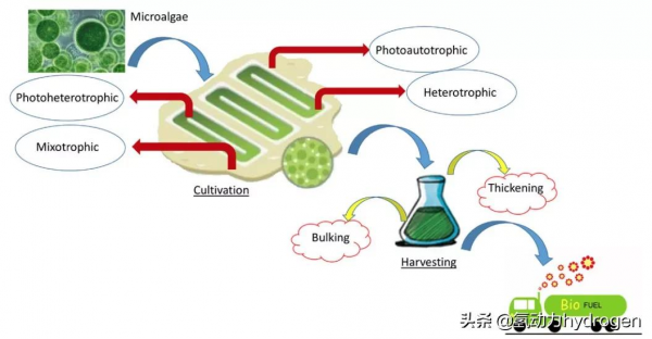 減碳養藻？汙水廠碳中和轉型新出路