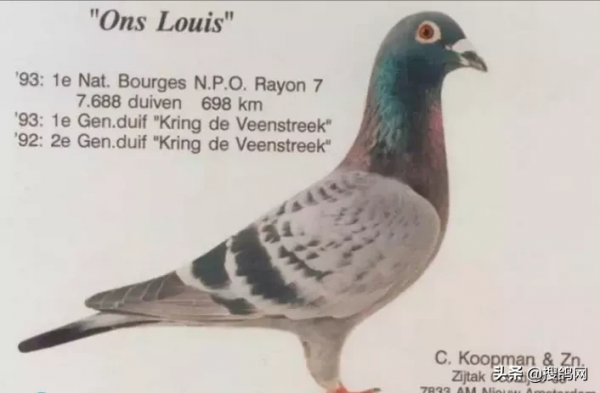 傑出的賽鴿家考夫曼經典配對 傑出的賽鴿家考夫曼經典配對