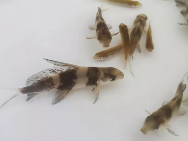 釣到這16種魚要注意!它們很容易看錯,一不小心就惹禍上身 釣到這16種魚要注意!它們很容易看錯,一不小心就惹禍上身