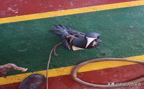 我，80後海員，跑船5年掙了60多萬，上船之前，我哭得撕心裂肺