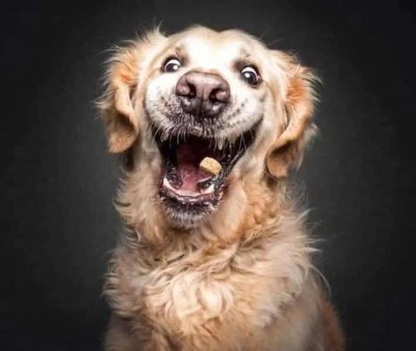 攝影師捕捉到的狗狗搶食的嘴臉，你還覺得它們可愛嗎？