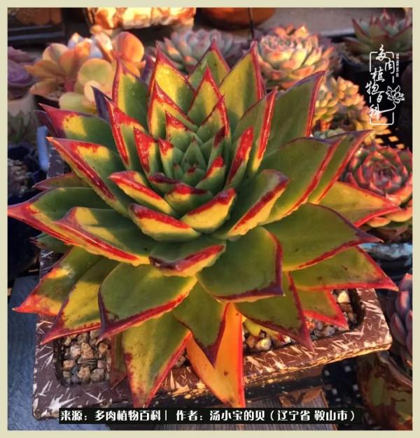 大東北的漫長冬季，我與多肉一起冬眠