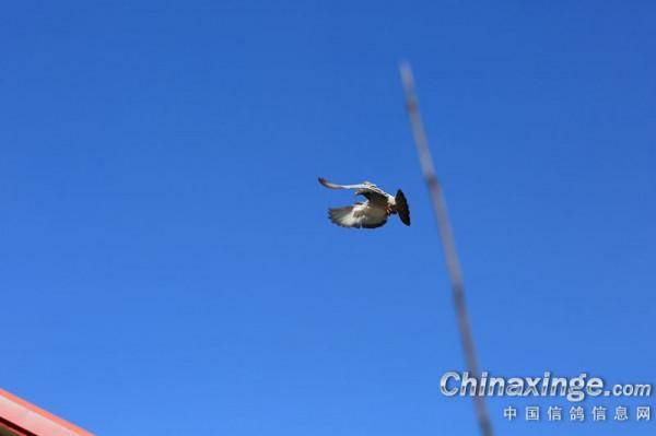 幼鴿專職保姆員