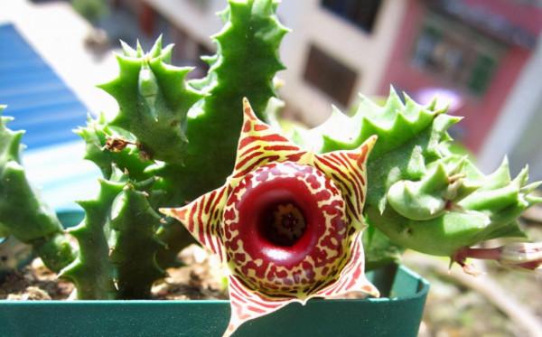 5種“醜花”很霸氣，不僅“美”獨特，而且吉利鎮宅，耐旱又好養