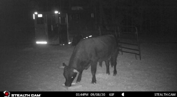 美國一頭牛逃出屠宰場，警察追捕8個月，結果整個小鎮都愛上它了