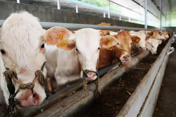 “一刀切”叫停,農村地區放寬4項“禁令”,今後情況將有新變化 “一刀切”叫停,農村地區放寬4項“禁令”,今後情況將有新變化