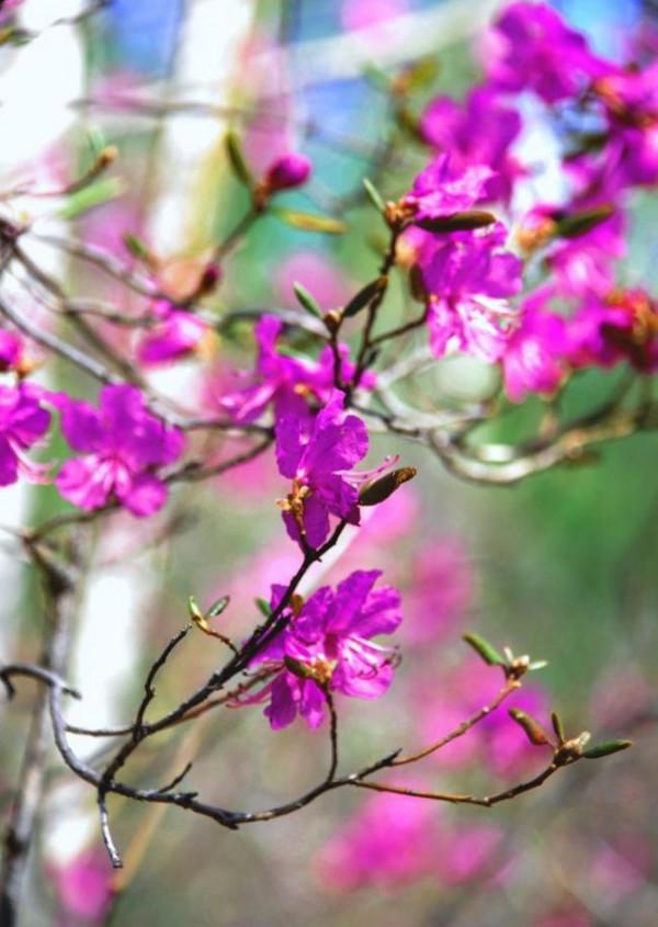 《百花集》（一百八十八）