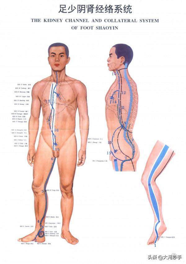 中醫精美3D經絡圖，足少陰腎經，大河養生古法八段錦必備