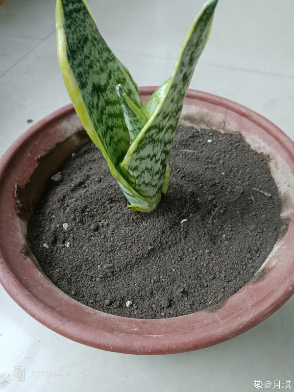 養虎尾蘭注意3個要點，葉子剛勁精神，還能躥出“小鋼芽”