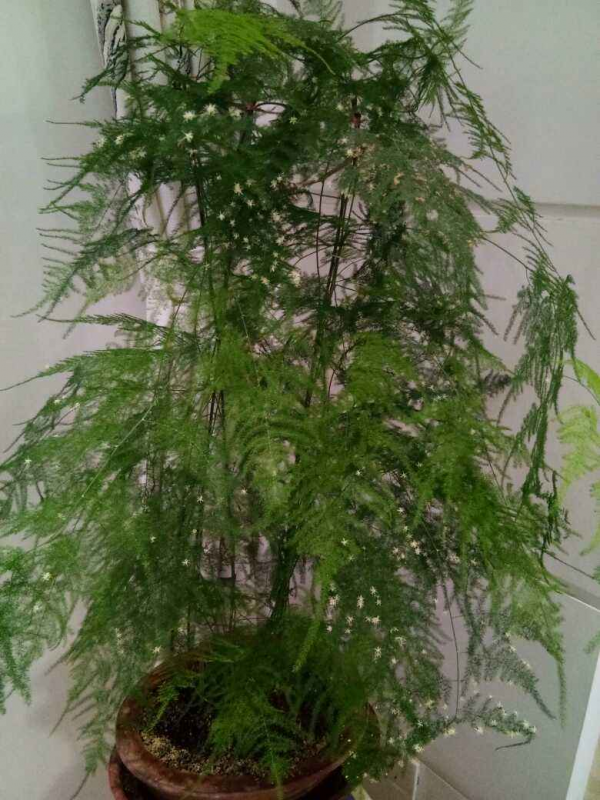 5種花冬天是“虛弱期”，千萬管住手別澆水，一旦積水死一大片