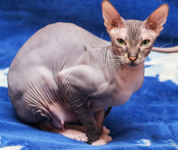 這幾種貓咪，“棄養率”最高，愛它就別拋棄它