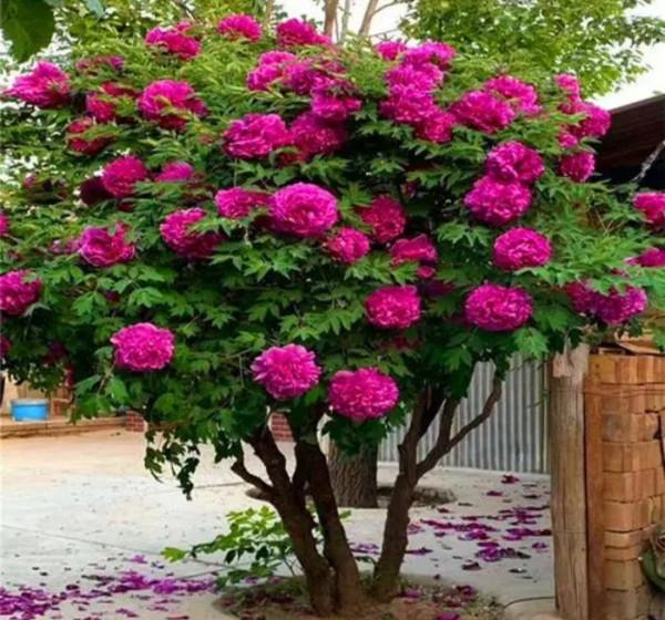 5種花&OpenCurlyDoubleQuote;壽命長&rdquo;，家裡養幾棵，長成老樁越值錢