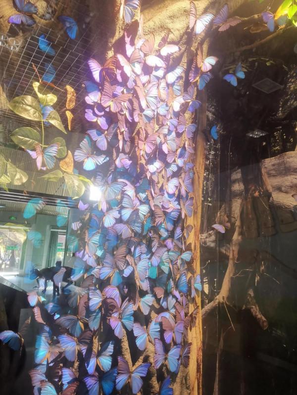 深秋的蝴蝶 深秋的蝴蝶