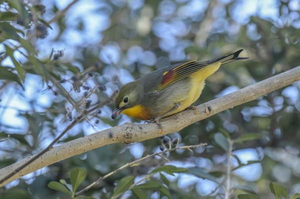 相思鳥,你怎能如此迷人? 相思鳥,你怎能如此迷人?