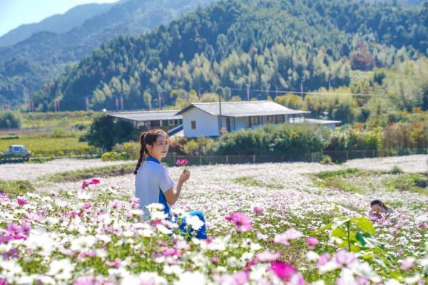 2021年最後一波!格桑花海來襲,古田花海歡樂谷8大歡樂專案等你來打卡!! 2021年最後一波!格桑花海來襲,古田花海歡樂谷8大歡樂專案等你來打卡!!