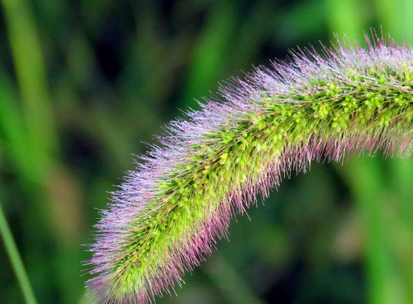 “狗尾巴草”是個寶，用來煮水喝，或能幫人們解決這4大問題