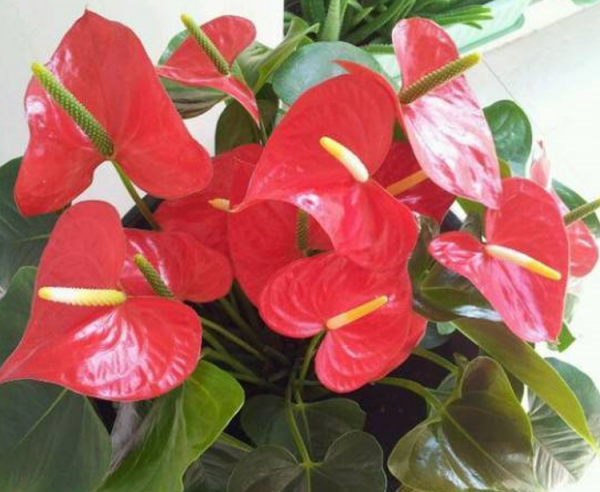 想在客廳養花，選這5種“懶人花”，耐陰又耐旱，少水少肥長得旺