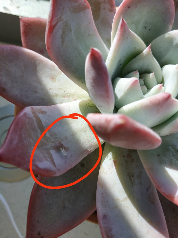 植物葉子出現“白霜”,是白粉病要謹慎起來,三個方法搞定 植物葉子出現“白霜”,是白粉病要謹慎起來,三個方法搞定