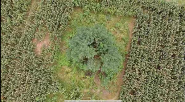 探訪唐太宗李世民的第3號陪葬墓，玉米地裡無人知