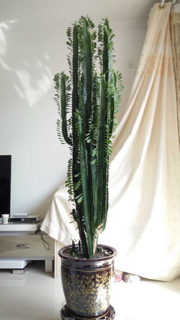 100種有毒的花和果，生活中很常見，出門要小心，避免受傷害