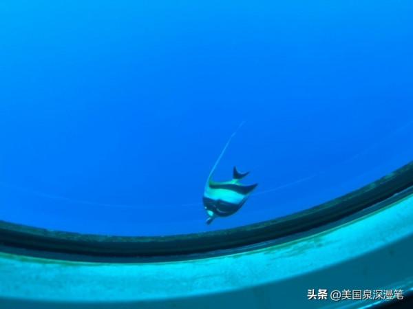 乘風破浪觀賞巨鯨 海底探險博覽魚群