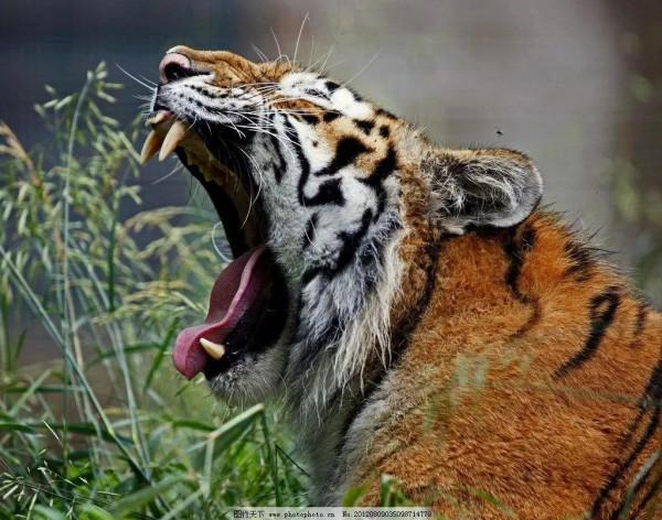 虎年縱覽老虎圖片、話老虎