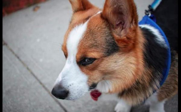 柯基想要叼個大樹枝回家，被主人拒絕後它滿臉不高興：氣死我了