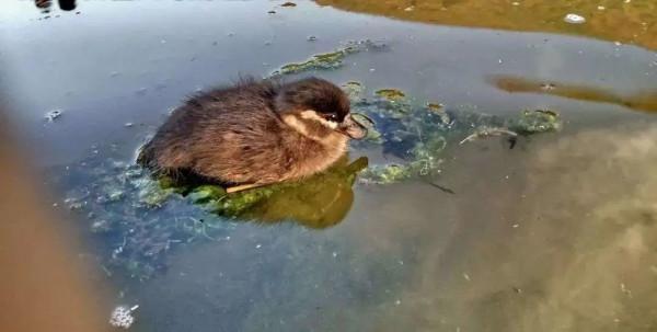 為了保護瀕危水鳥,有人去偷蛋,有人放棄年薪百萬 為了保護瀕危水鳥,有人去偷蛋,有人放棄年薪百萬