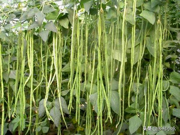 種了10年豆角，產量低可能澆水錯了，巧澆水豆角一茬一茬摘不完